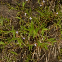 Murdannia esculenta (Wall. ex C.B.Clarke) Abeyw.